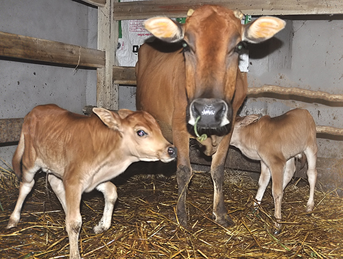 Hình ảnh bò mẹ đẻ hai con sinh đôi liền nhau