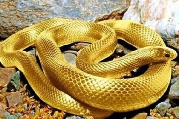 Ngủ thấy rắn vàng đánh con gì?